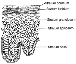 Free Ncert Solutions for 9th Class Science Tissues - Studyadda.com