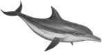 Image result for dolphin png