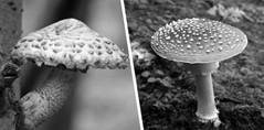 Image result for mushrooms and toadstool