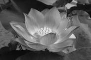 Image result for LOTUS