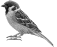 Image result for sparrow png
