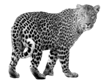 Image result for leopard png