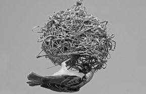 Image result for nest made by weaver bird