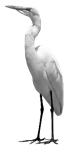 Image result for egret png