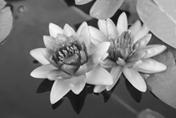 Image result for lotus plant