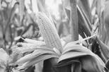 Image result for corn PLANT