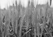 Image result for wheat plant