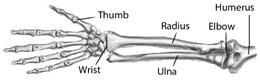 Image result for The Bones of the Arm and Hand