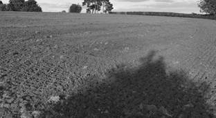 Image result for clayey soil