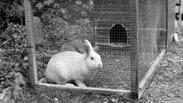 Image result for Rabbits live in a hutch