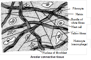 Areolar Connective Tissue Diagram