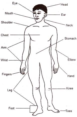Body Parts Diagram With Names : Human Body Anatomy And Physiology Of